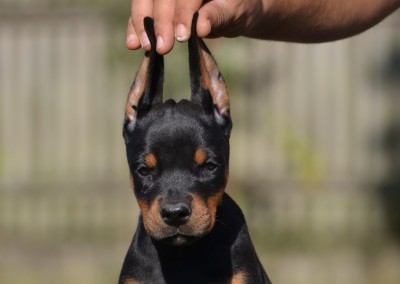 Prodaja štenaca-Doberman