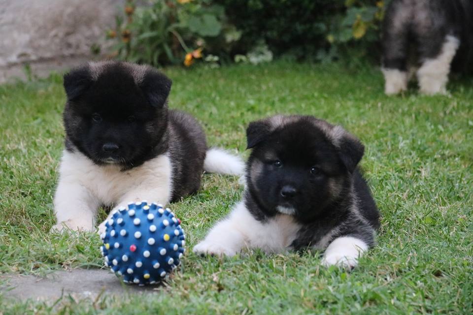 Prodaja štenaca-Američka akita