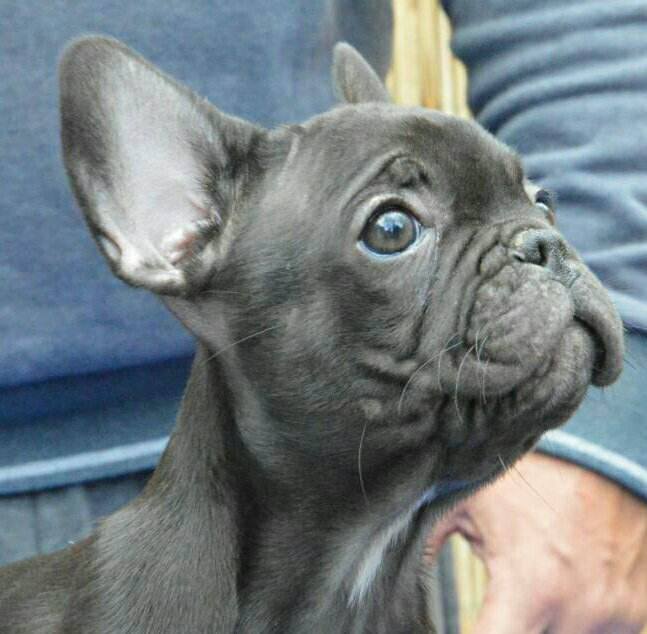 Puppies for Sale-French Bulldog | Jelena Dogshows