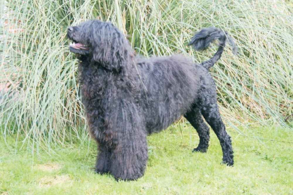 Portugalski pas za vodu