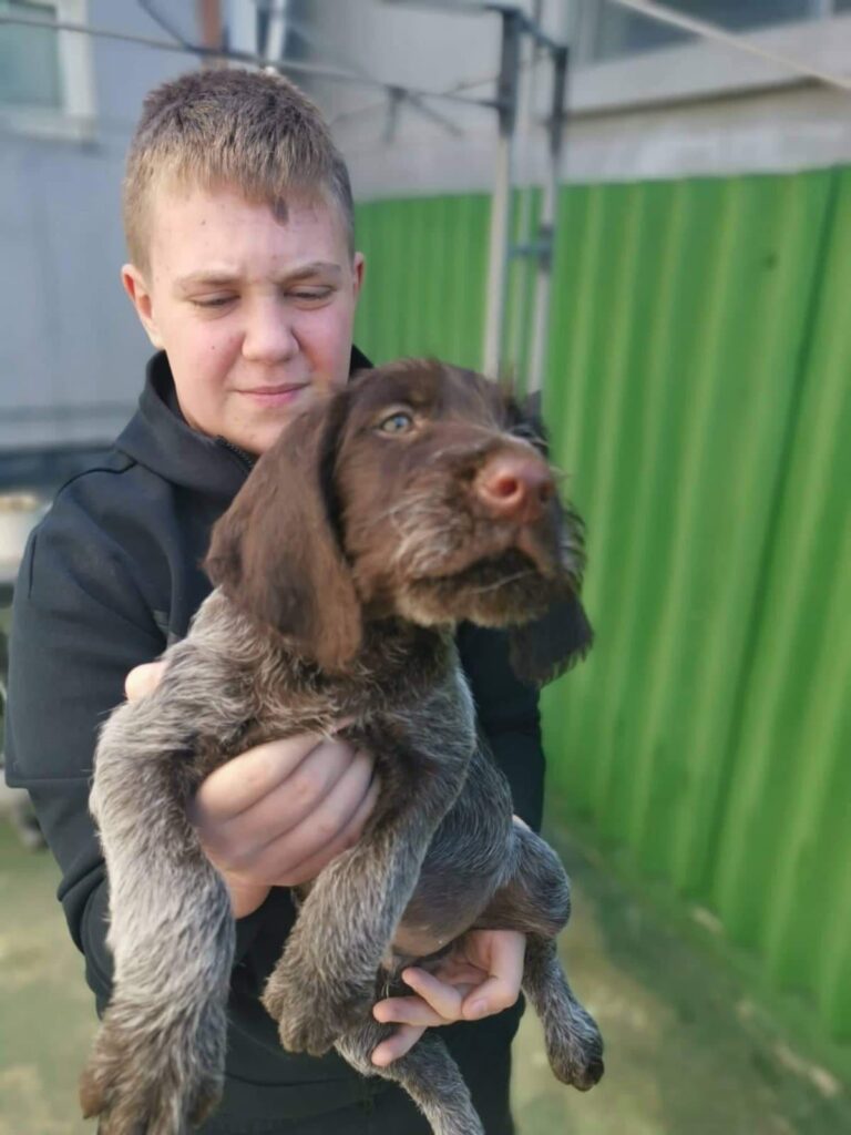 Nemački oštrodlaki ptičar-prodaja štenaca