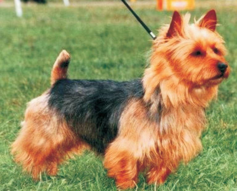 australijski terijer