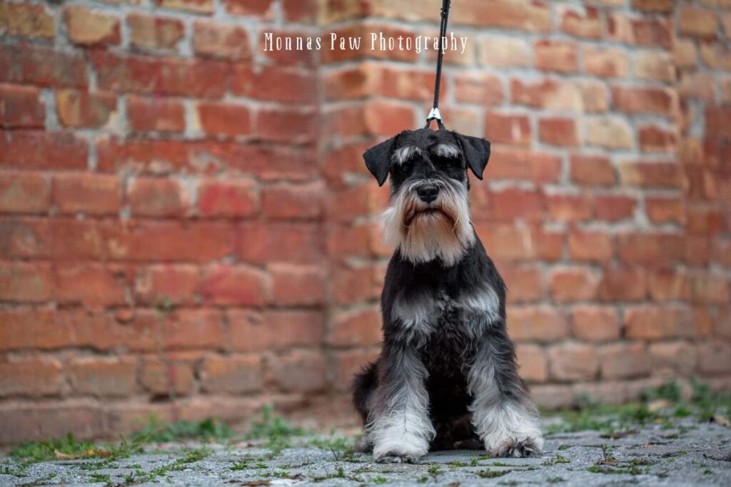 Patuljasti šnaucer (crno-srebrni)-otvoren za parenje